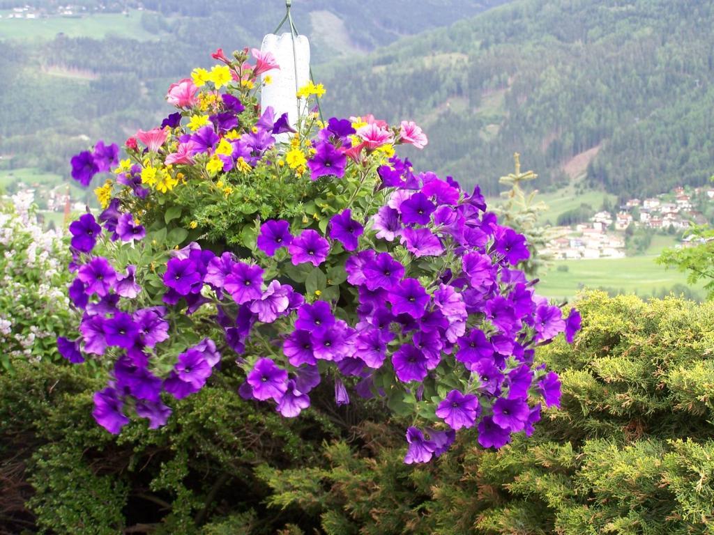 Apartament Haus Leitgeb Telfes im Stubai Zewnętrze zdjęcie
